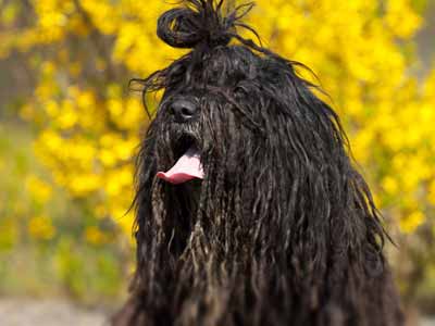 Bergamasco Precio
