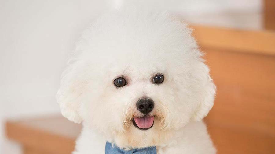 Bichon Frise