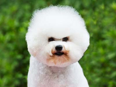 Bichon Frise Precio