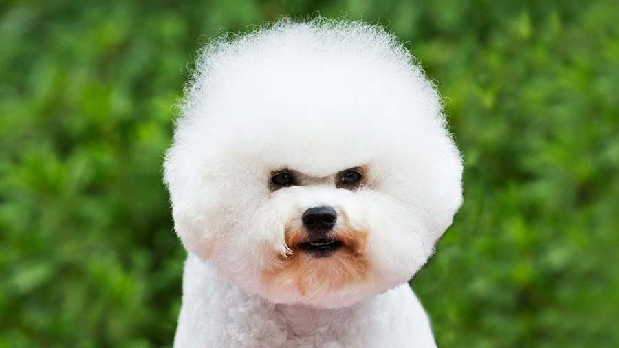 Bichon Frise