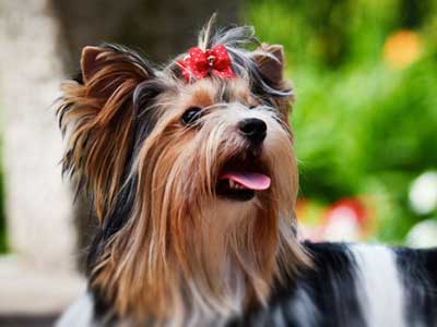 Biewer Terrier Precio