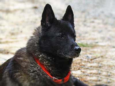 Elkhound Noruego Negro Precio