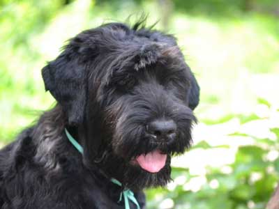 Terrier Ruso Negro Precio