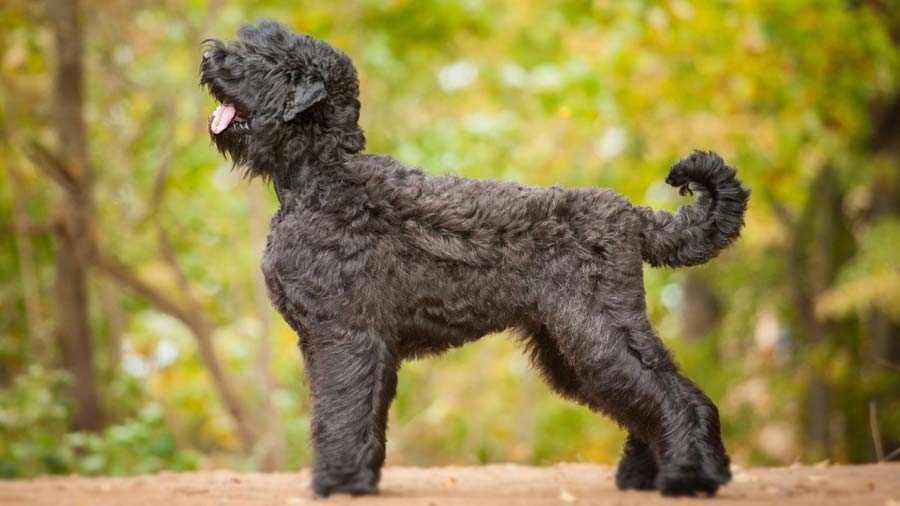 Terrier Ruso Negro