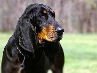 Coonhound Negro Y Fuego Precio