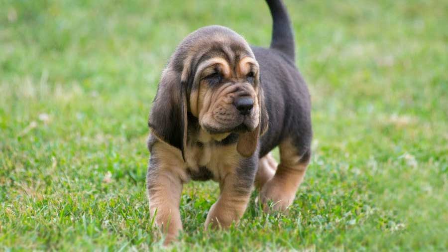 Bloodhound