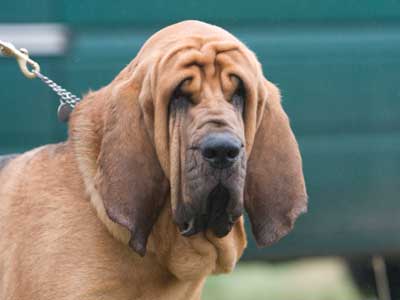 Bloodhound Precio
