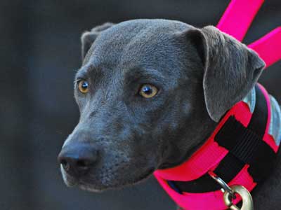 Blue Lacy Precio