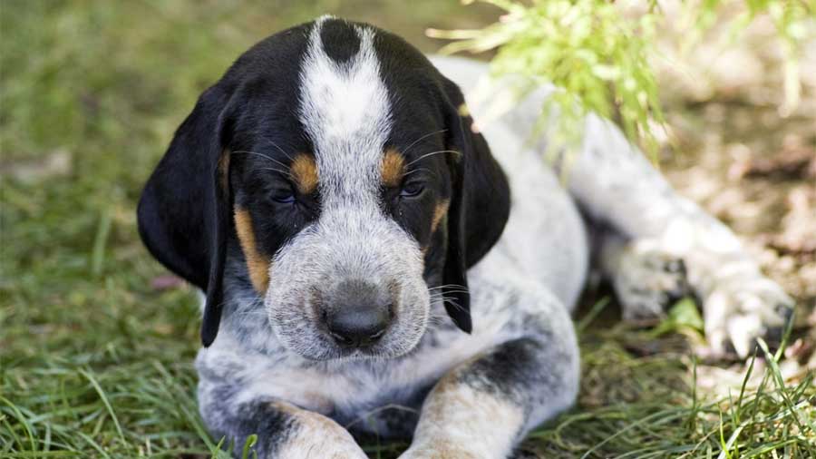 Bluetick Coonhound