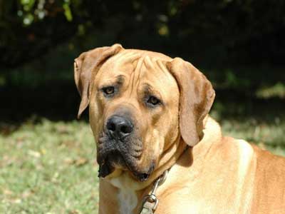 Boerboel Precio