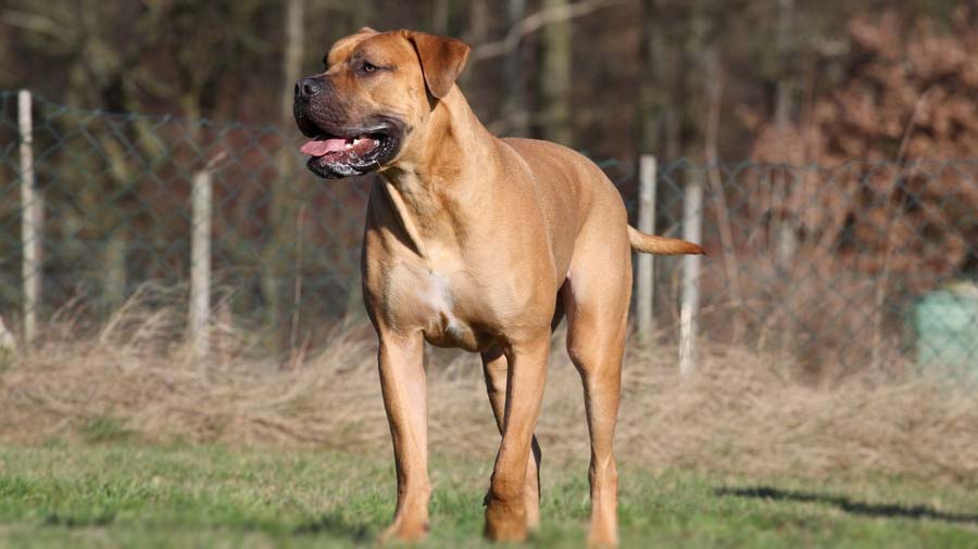 Boerboel