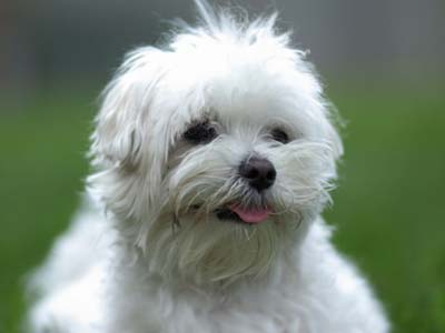 Bichón Boloñés Precio