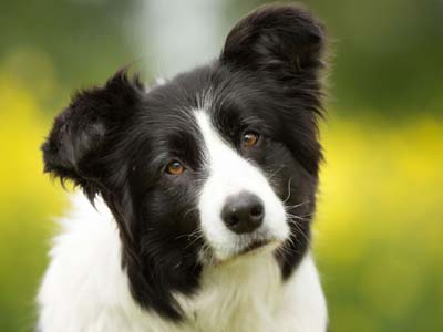 Border Collie Precio