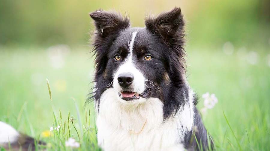 Border Collie