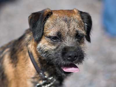 Border Terrier Precio