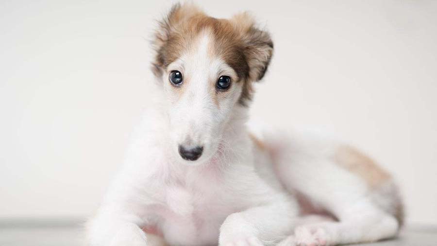 Borzoi