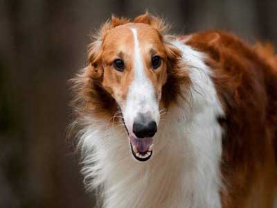 Borzoi Precio