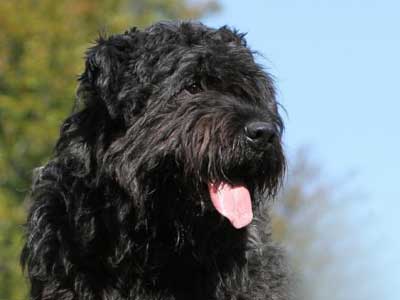Bouvier des Flandres Precio