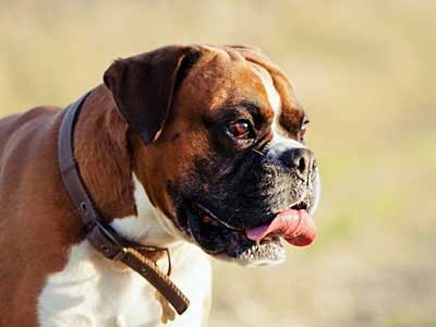 Boxer Precio