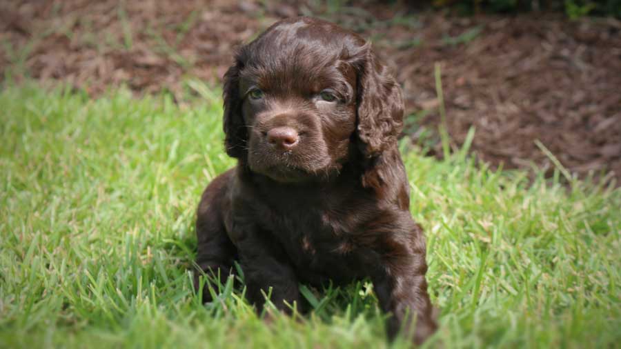 Boykin Spaniel