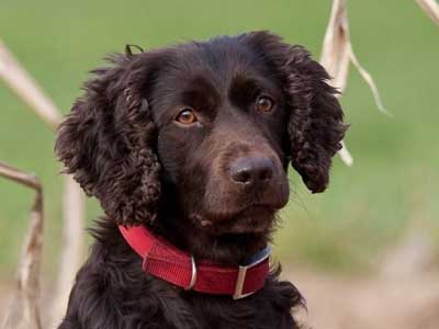 Boykin Spaniel Precio