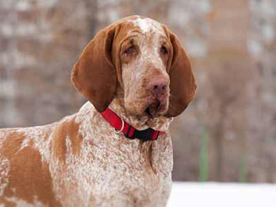 Bracco Italiano Precio