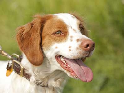 Spaniel Bretón Precio