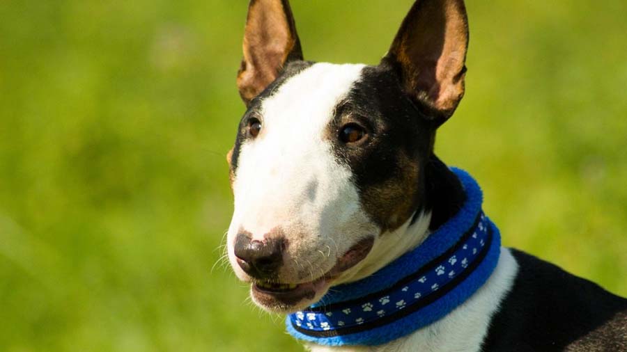 Bull Terrier Miniatura