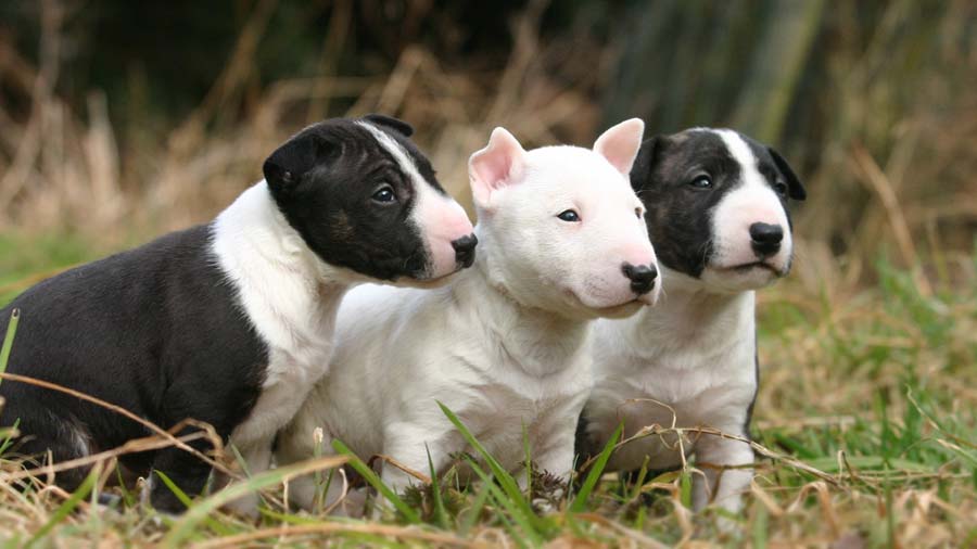 Bull Terrier