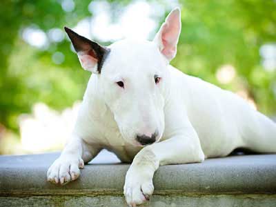 Bull Terrier Precio