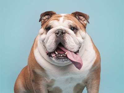 Bulldog Precio