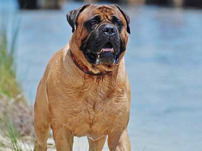 Bullmastiff Precio