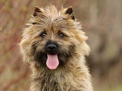 Cairn Terrier Precio