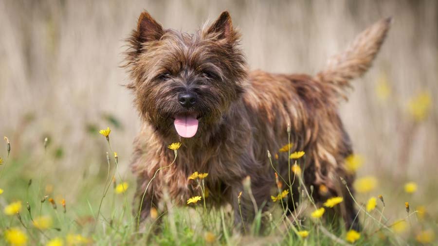 Cairn Terrier