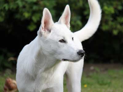 Perro de Canaán Precio