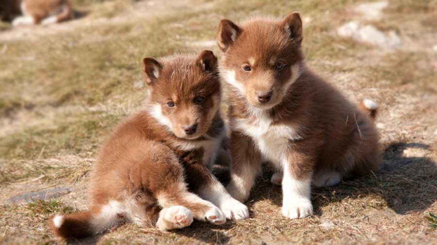 Perro Esquimal Canadiense