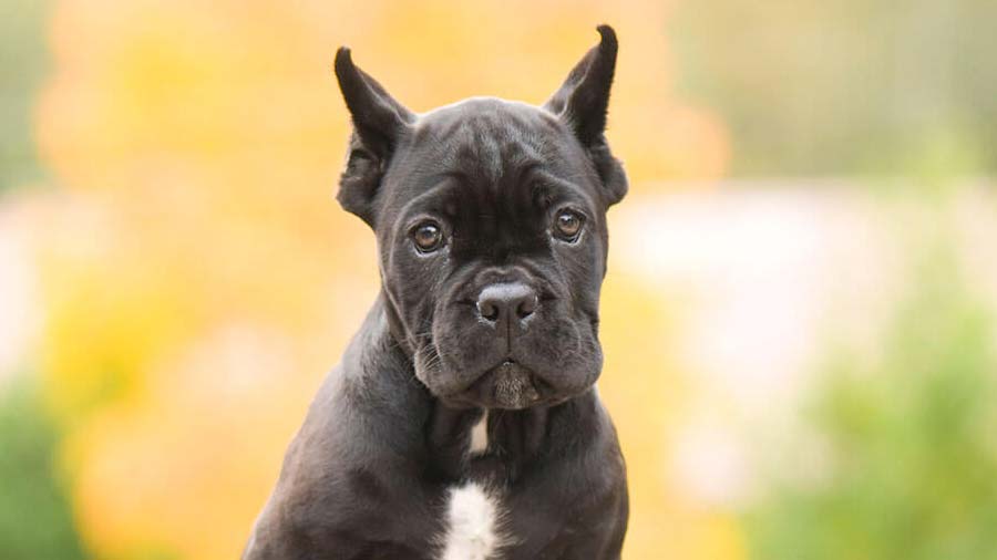 Cane Corso