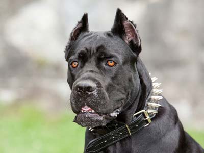 Cane Corso Precio
