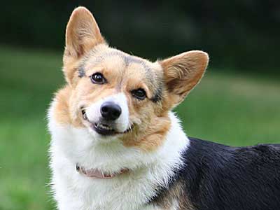 Corgi Precio