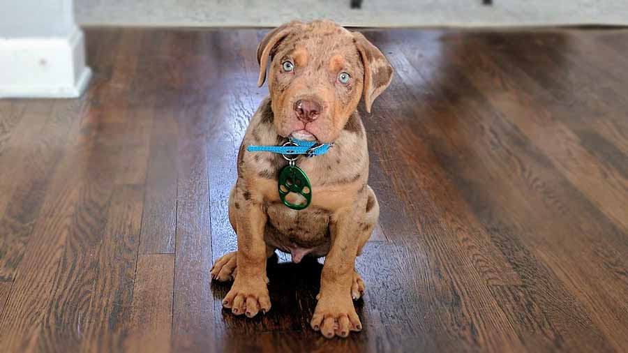 Bulldog Catahoula