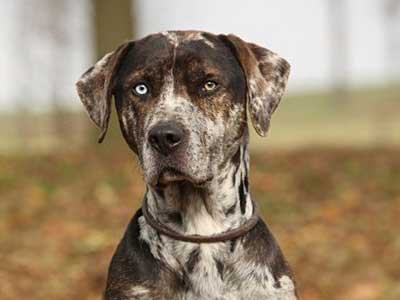 Perro Leopardo Catahoula Precio