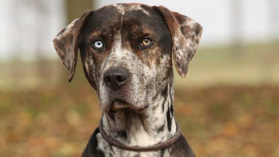 Perro Leopardo Catahoula