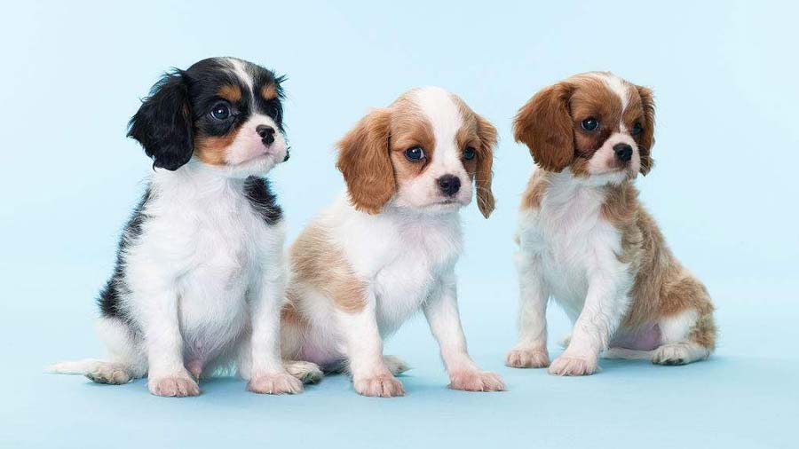 Cavalier King Charles Spaniel