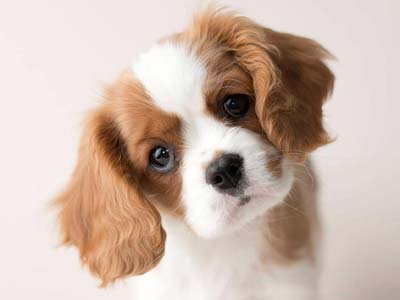Cavalier King Charles Spaniel Precio