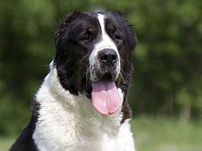 Pastor de Asia Central Precio