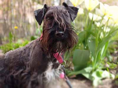 Terrier Checo Precio