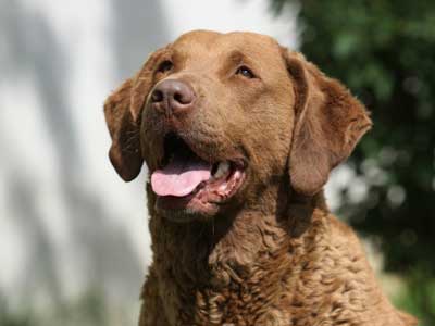 Retriever de Chesapeake Precio
