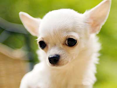 Chihuahua Precio