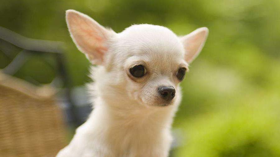 Chihuahua