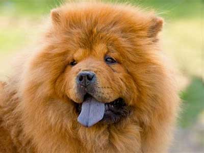 Chow Chow Precio